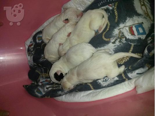 PoulaTo: Καθαροαιμα Dogo Argentino